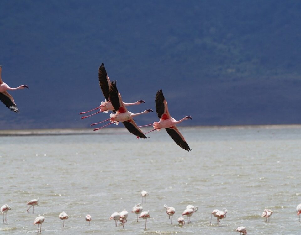 Oiseaux en Tanzanie