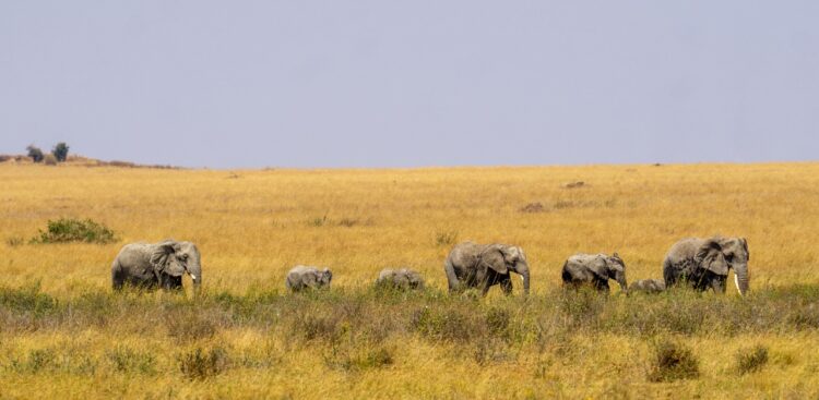 safari au serengeti