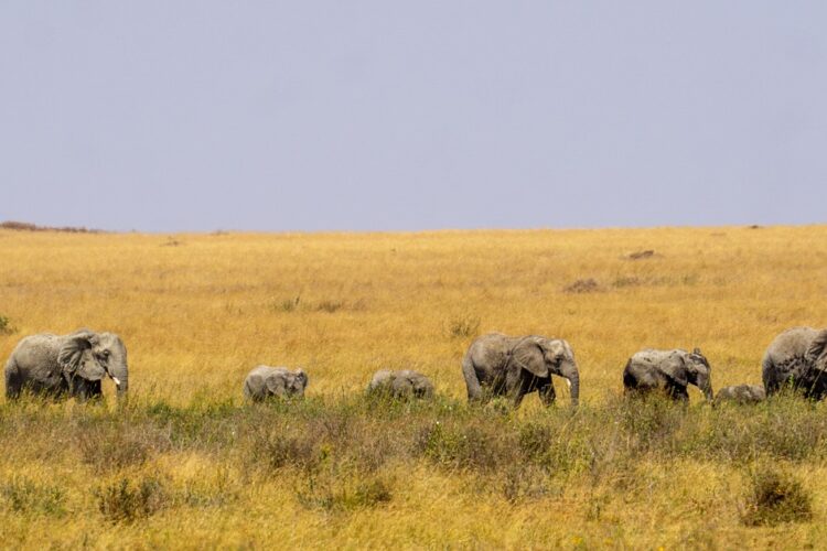 safari au serengeti