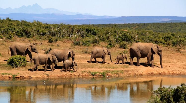 safari en afrique