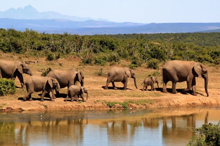 safari en afrique