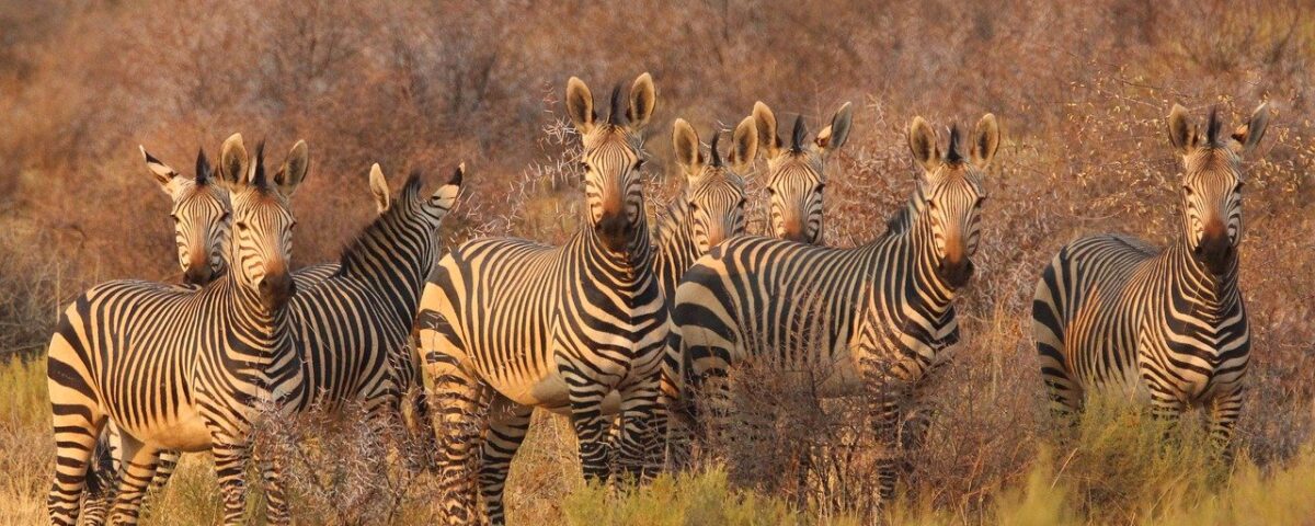 Mini safari en Tanzania