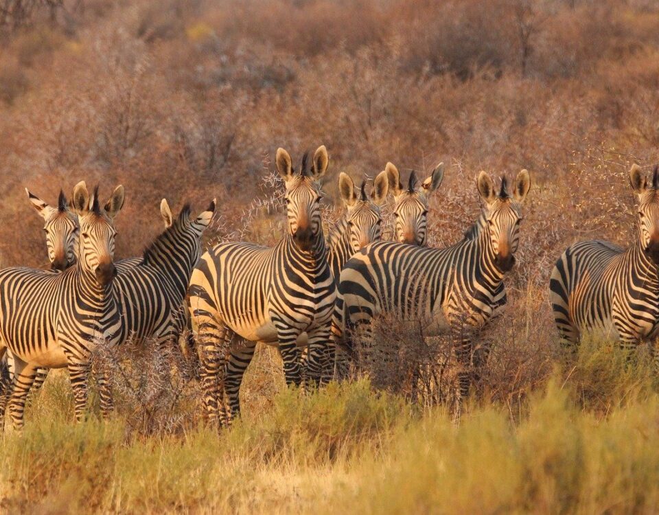 Mini safari en Tanzania