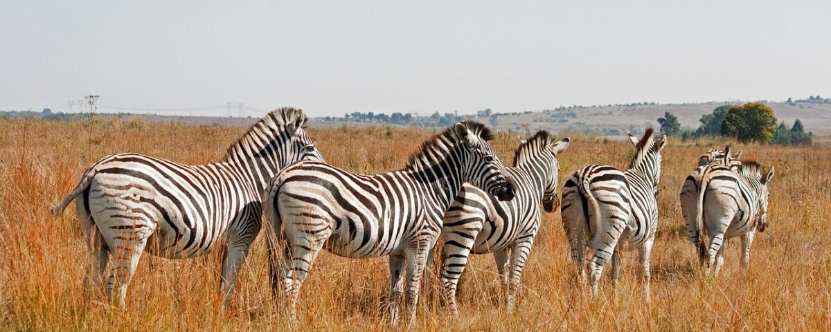 Mini-safari en Tanzanie