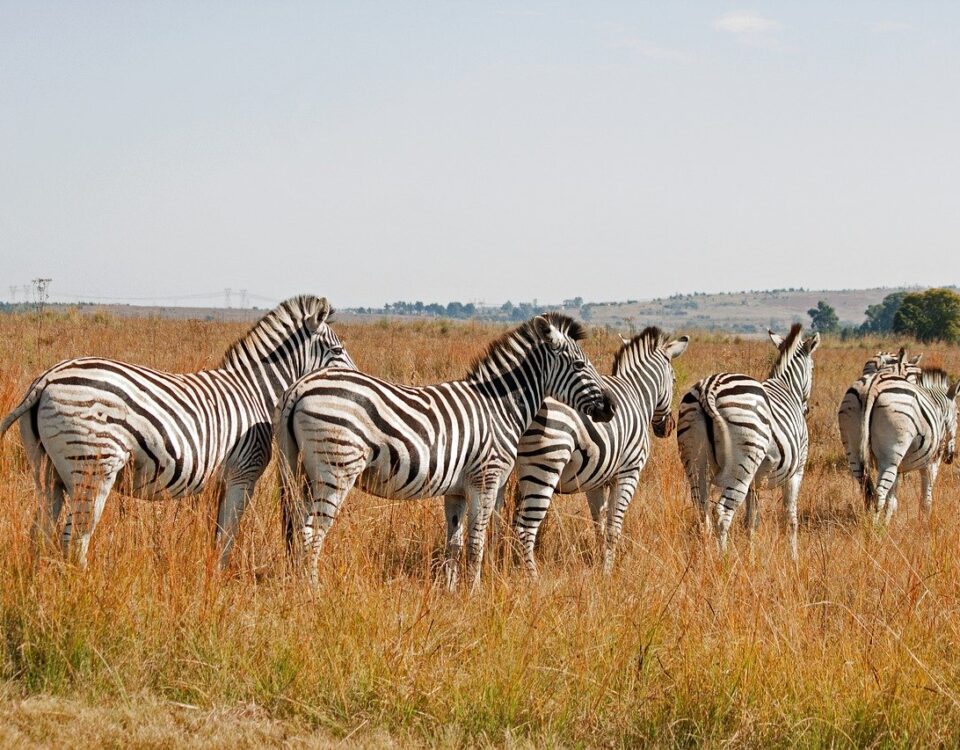 Mini-safari en Tanzanie