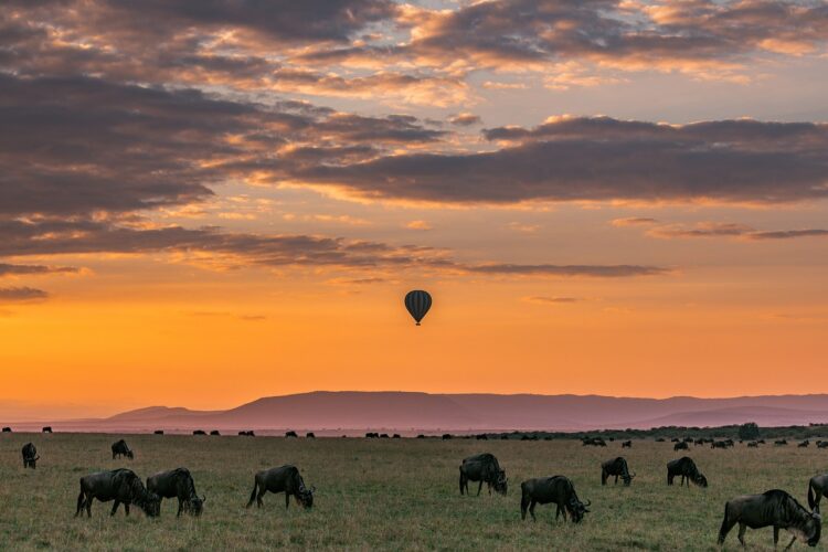 safari de lujo