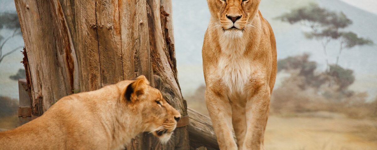 safari en afrique