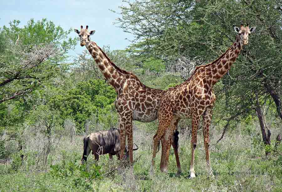 Animali Riserva Faunista del Selous