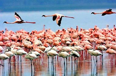 Visita el Parque Nacional del Lago Manyara