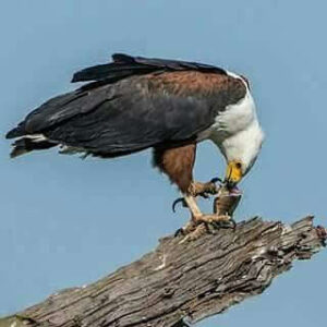 Serengeti Eagle