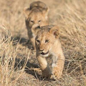 Serengeti lion cubs