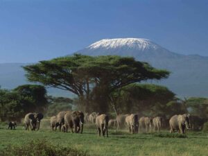 Elefantes del Kilimanjaro