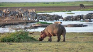 fauna lake manyara