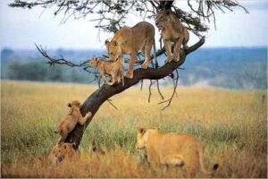 felines lake manyara