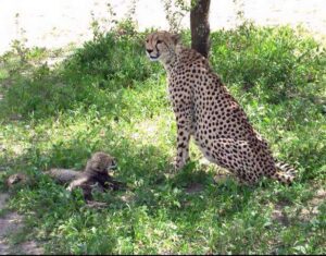 felinos del serengeti