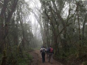 parque forestal del kilimanjaro