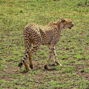 guepardo del serengeti