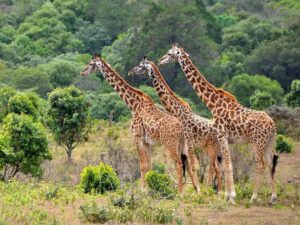 parc des girafes du lac Manyara