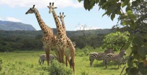 giraffe parco nazionale di arusha