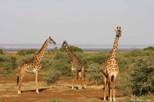 parc des girafes du lac Manyara