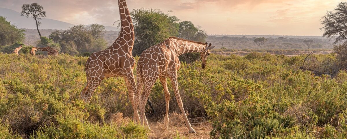 guides de safari