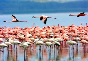 lake manyara tanzania safari