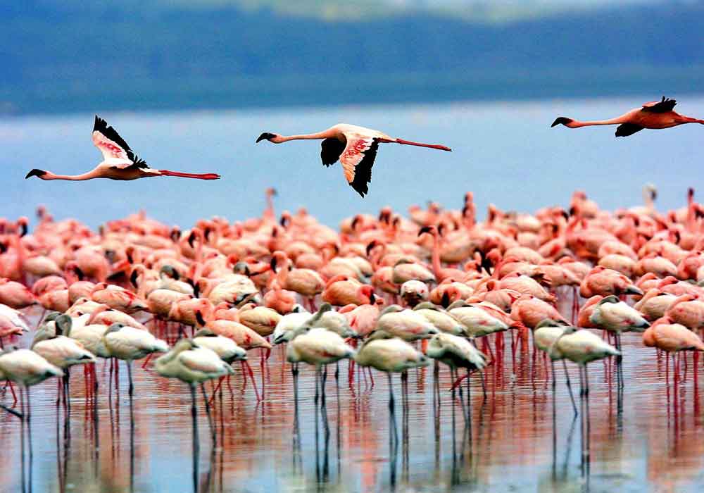 safari au lac Manyara en Tanzanie