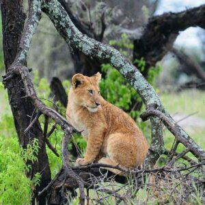 lion Serengeti park