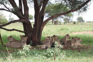 Serengeti lionesses