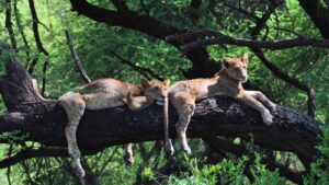 lago manyara lions