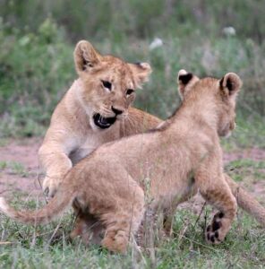 leoni parco nazionale del serengeti