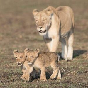 serengeti lions