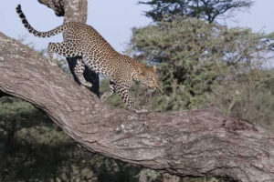 leopardo parco del serengeti