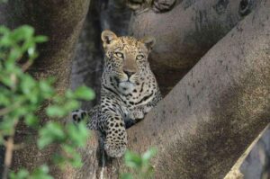 leopard serengeti