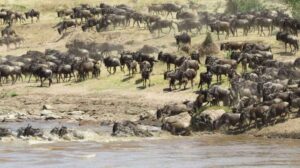 serengeti migration