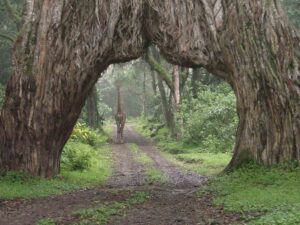 Parc d'Arusha