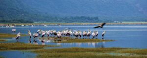 faune lac Manyara