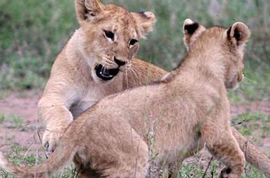 Fauna parco del Serengeti