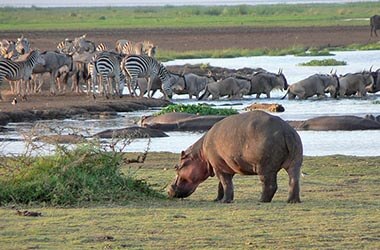 Tour Parco Manyara