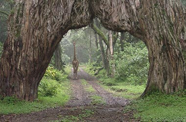 Visita parco di Arusha