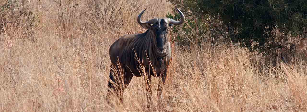 Great Migration from August to September