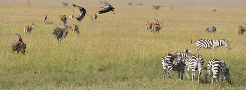 Special Great Migration Itinerary from December to March