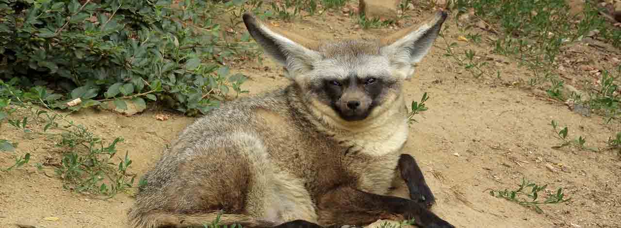 Safari Bat-Eared Fox