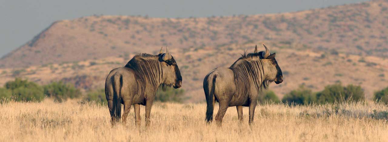 Safari Gnu