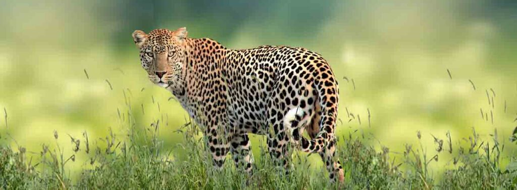 Safari Leopard