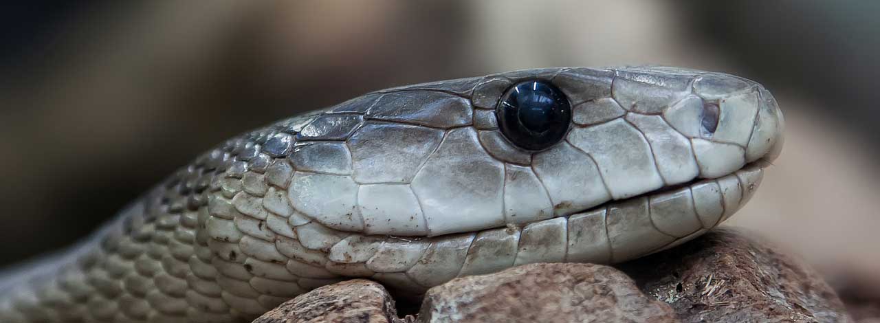 Safari Mamba in Tanzania