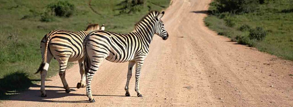 Safari Zebra