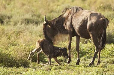 Da Ndutu a Serengeti