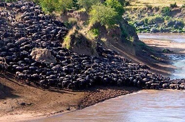 Parco del Serengeti Nord