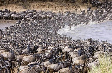 Parco del Serengeti migrazione